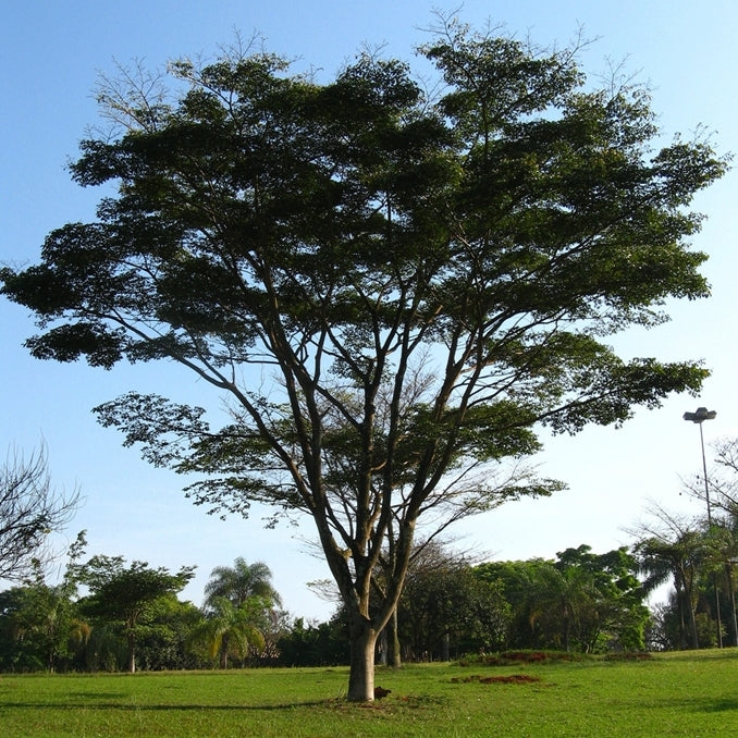 Jatoba Tree