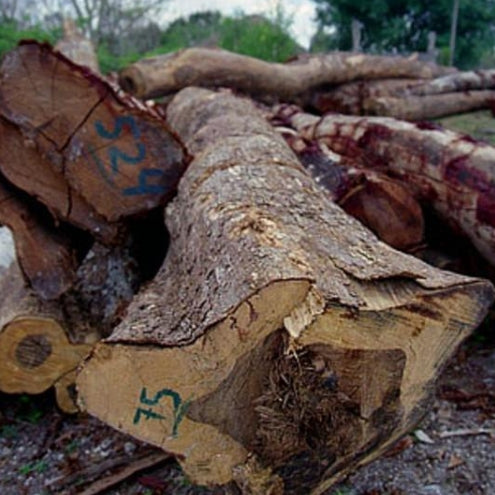 From The Source - Mexican Ebony